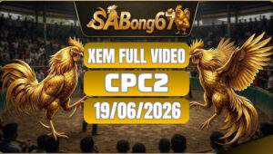 Xem Full Video Đá Gà CPC2 19/6/2026 tại SABONG67